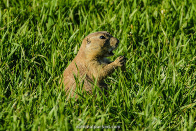 Badlands Loop Prairie Dogs in Badlands National Park in South Dakota