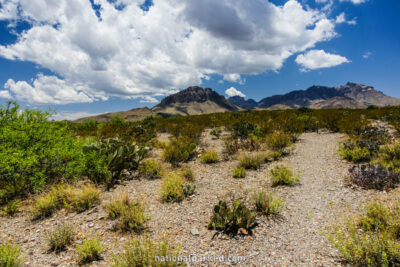 Chihuahuan Desert Nature Trail in Big Bend National Park in Texas