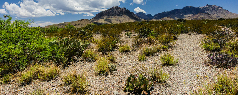 Big Bend National Park Trail Maps - Ftr Chihuahuan Desert Nature Trail 03464 