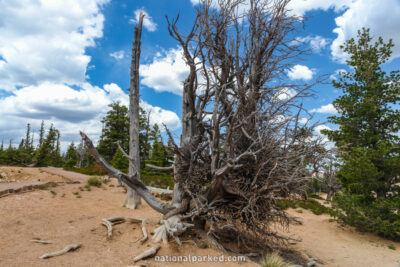 Bristlecone Trail in Bryce Canyon National Park in Utah