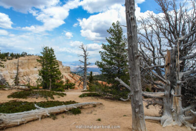 Bristlecone Trail in Bryce Canyon National Park in Utah
