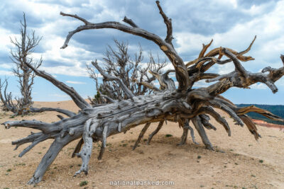 Bristlecone Trail in Bryce Canyon National Park in Utah