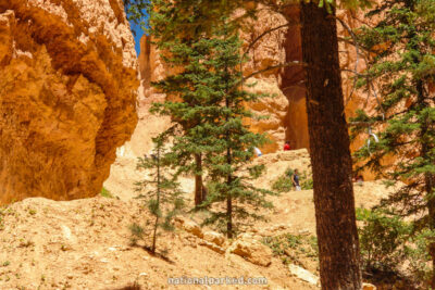 Navajo Loop Trail in Bryce Canyon National Park in Utah