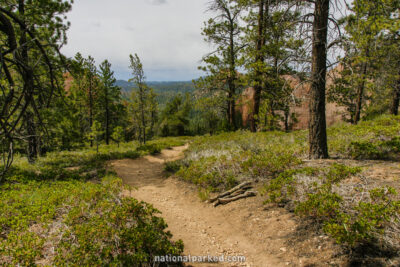 Sheep Creek-Swamp Canyon Connector Trail in Bryce Canyon National Park in Utah