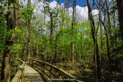 Boardwalk Trail in Congaree National Park in South Carolina