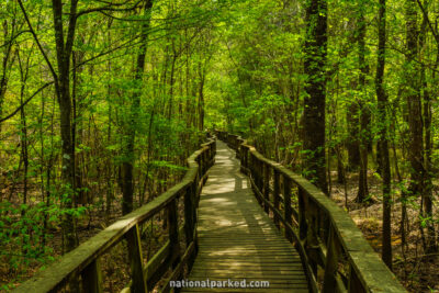 Boardwalk Trail in Congaree National Park in South Carolina