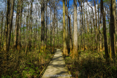 Boardwalk Trail in Congaree National Park in South Carolina