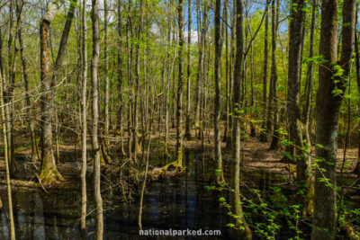 Floodplain Forest in Congaree National Park in South Carolina