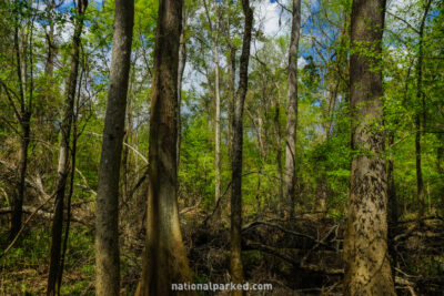 Floodplain Forest in Congaree National Park in South Carolina