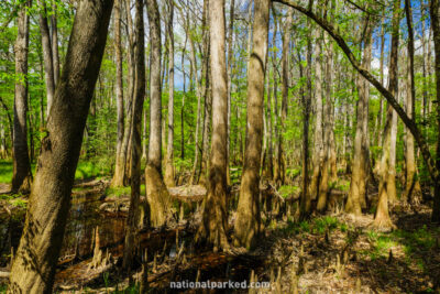 Floodplain Forest in Congaree National Park in South Carolina
