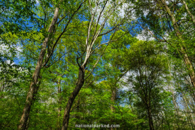 Floodplain Forest in Congaree National Park in South Carolina