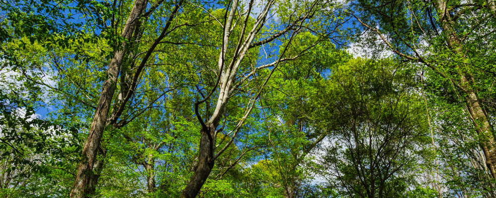 Congaree National Park Weather Stats Forecast National Parked Congaree National Park Weather Stats Forecast National Parked