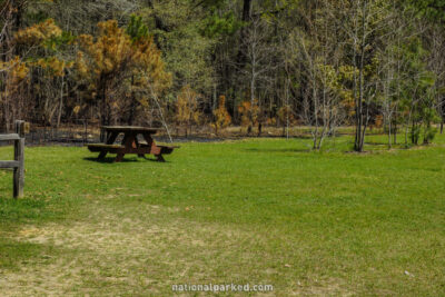 Longleaf Campground in Congaree National Park in South Carolina