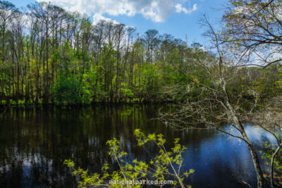 Weston Lake in Congaree National Park in South Carolina