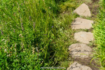 Castle Crest Wildflower Nature Trail in Crater Lake National Park in Oregon