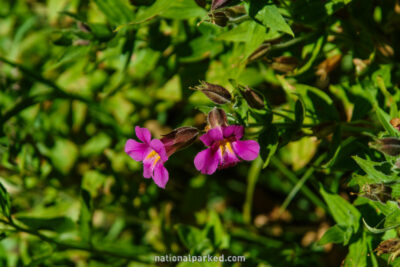 Castle Crest Wildflower Nature Trail in Crater Lake National Park in Oregon