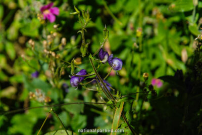 Castle Crest Wildflower Nature Trail in Crater Lake National Park in Oregon