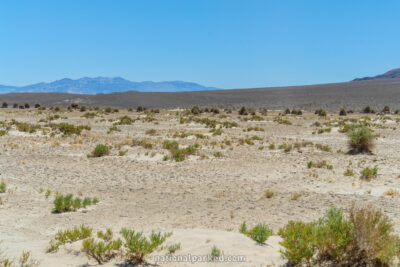 Devil's Cornfield in Death Valley National Park in California