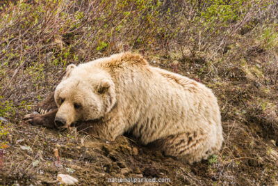 Grizzly Bear in Denali National Park in Alaska