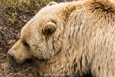 Grizzly Bear in Denali National Park in Alaska