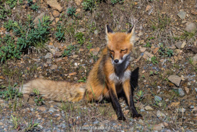 Red Fox in Denali National Park in Alaska