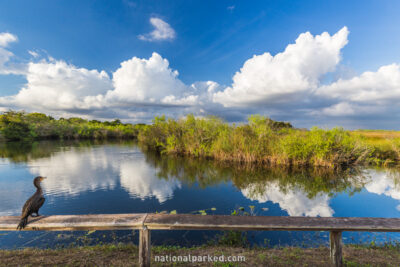 Anhinga Trail in Everglades National Park in Florida
