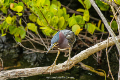 Anhinga Trail in Everglades National Park in Florida