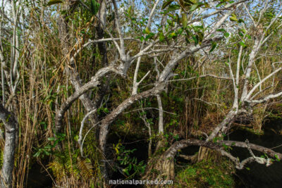 Anhinga Trail in Everglades National Park in Florida