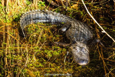 Anhinga Trail alligators in Everglades National Park in Florida