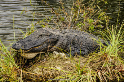 Anhinga Trail alligators in Everglades National Park in Florida
