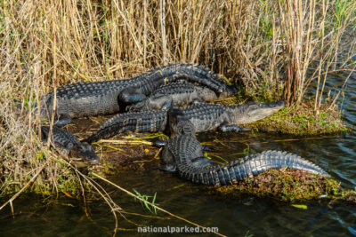 Anhinga Trail Alligators in Everglades National Park in Florida