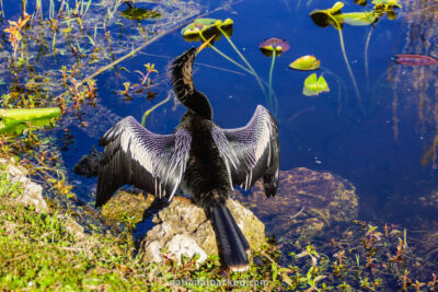 Anhinga Trail Anhinga in Everglades National Park in Florida