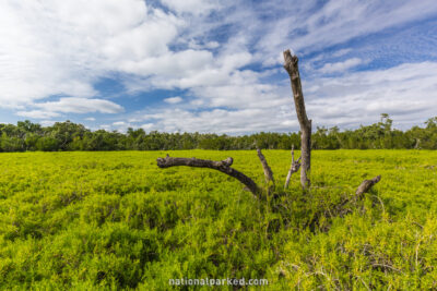 Coastal Prairie in Everglades National Park in Florida
