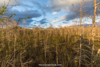 Dwarf Cypress Boardwalk in Everglades National Park in Florida