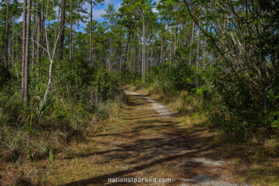 Long Pine Key Trail in Everglades National Park in Florida