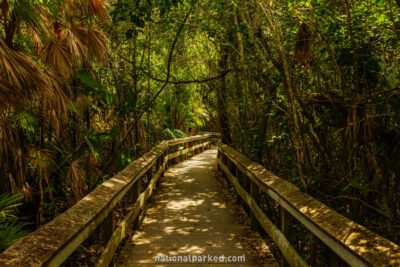 Mahogany Hammock in Everglades National Park in Florida