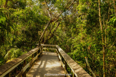 Mahogany Hammock in Everglades National Park in Florida