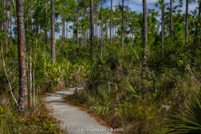 Pinelands Trail in Everglades National Park in Florida