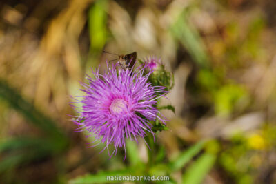 Pinelands Trail in Everglades National Park in Florida