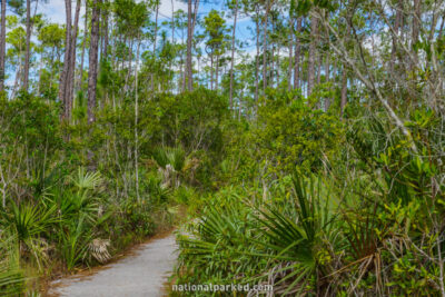 Pinelands Trail in Everglades National Park in Florida