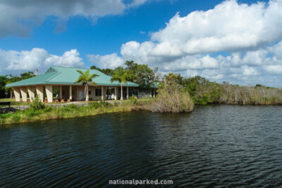 Royal Palm from Anhinga Trail in Everglades National Park in Florida