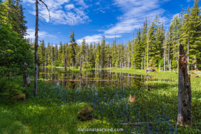 The Forest Loop Trail in the Bartlett Cove area of Glacier Bay National Park in Alaska