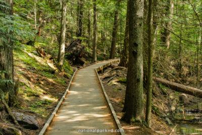 Trail of the Cedars in Glacier National Park in Montana