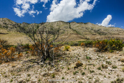 Manzanita Spring Trail in Guadalupe Mountains National Park in Texas