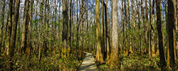 Congaree National Park