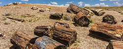 Petrified Forest National Park