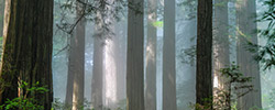 Redwood National Park