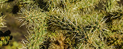 Saguaro National Park