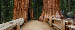 Sequoia National Park