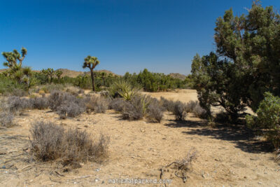 Black Rock Campground in Joshua Tree National Park in California